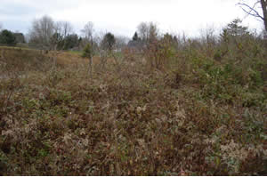 Site of Rhine Cemetery