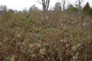 Site of Rhine Cemetery